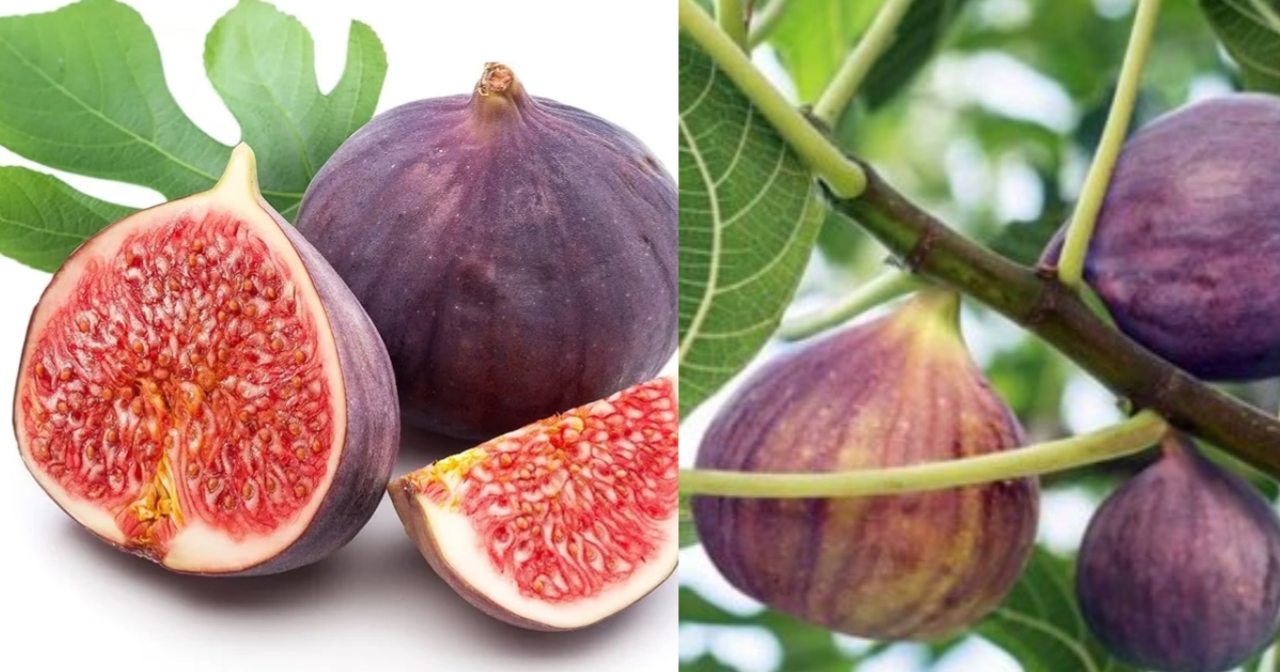 Taking Three Fig Seeds Daily: A Natural Cure for Stomach Weakness Within Days