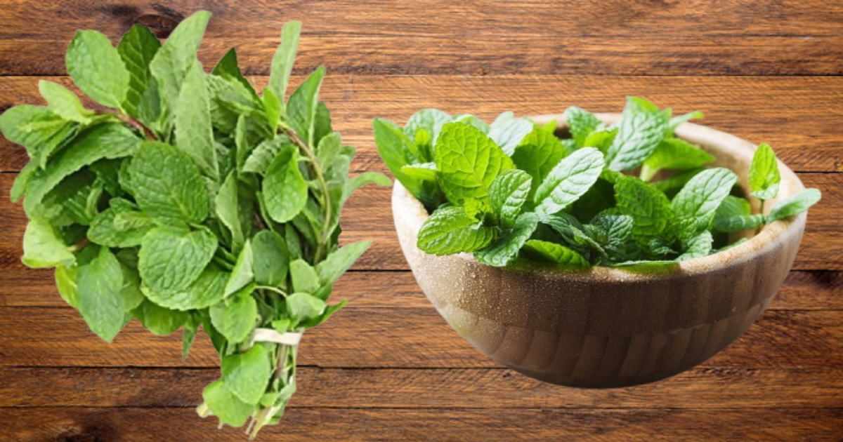 Mint Benefits for Health