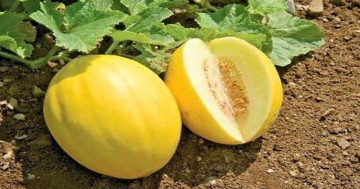Benefits of Desi Melon which is very Beneficial for Digestion and Kidneys: