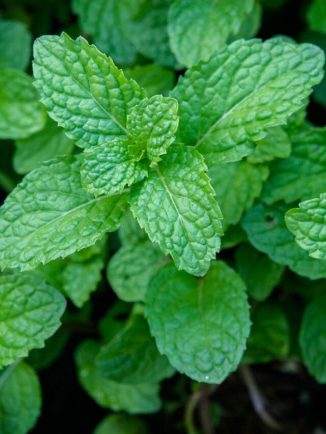 Mint Benefits for Health